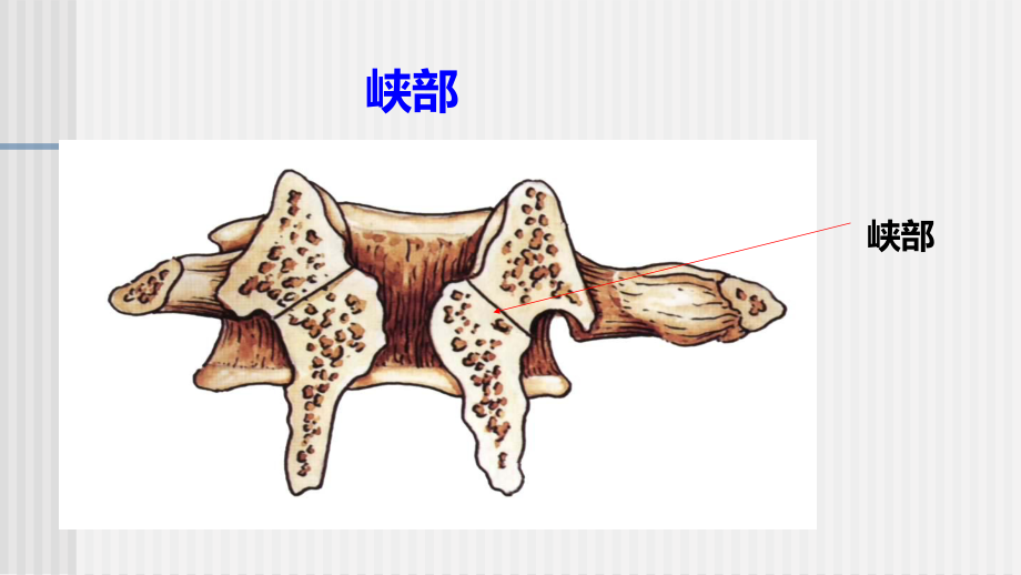 脊柱解剖图颈胸腰椎