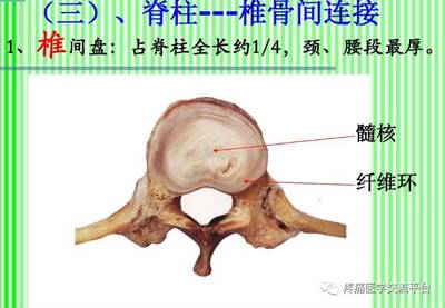 (上)脊柱解剖图(颈胸腰椎)