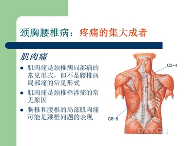 脊髓节段性理论的应用.ppt