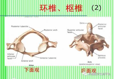 (上)脊柱解剖图(颈胸腰椎)