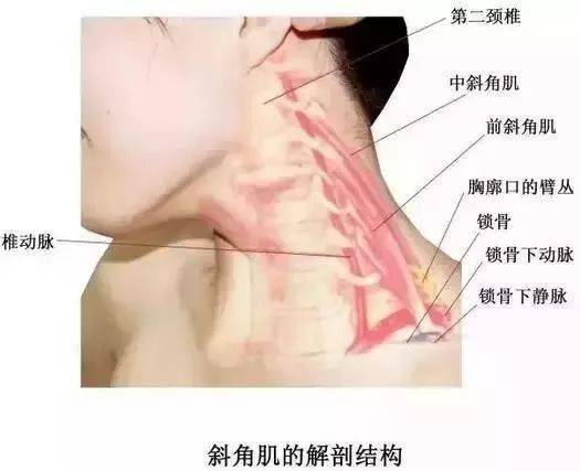 学习人体体表的解剖定位