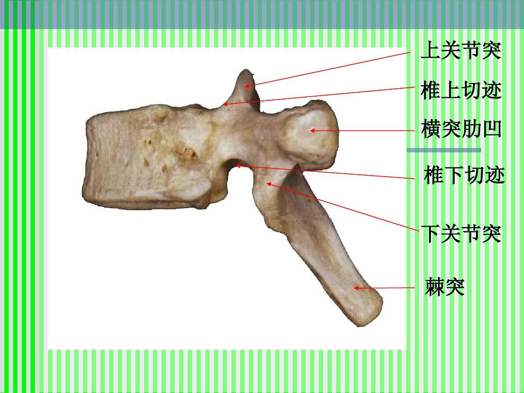 脊柱解剖图(颈胸腰椎)ppt