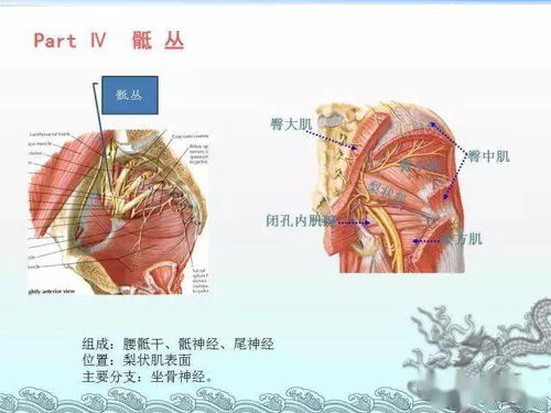 神经彩色图谱,一文记住颈丛 臂丛 腰丛 骶丛 胸神经