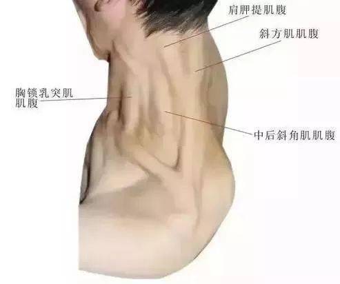 学习人体体表的解剖定位