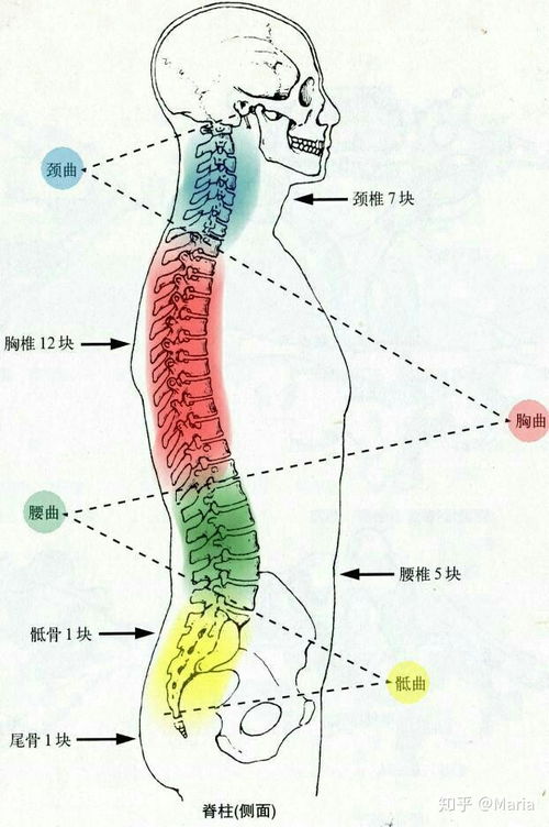 人睡觉为什么要用枕头