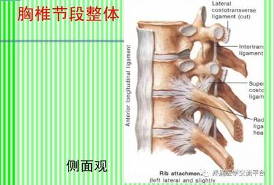 (上)脊柱解剖图(颈胸腰椎)