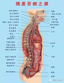 颈椎,腰椎病诊断要诀 绝对精辟