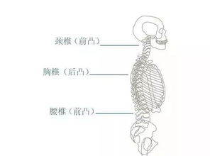 如何挑选对腰好的椅子