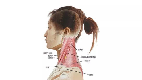 请收藏 超赞的高清头颈部骨骼及肌肉图谱