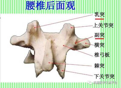 (上)脊柱解剖图(颈胸腰椎)