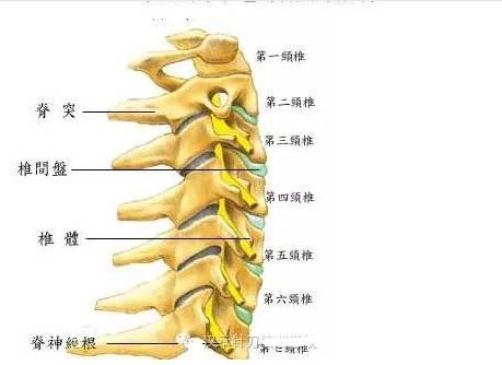 疼痛治疗定点方法在颈胸腰椎病中的应用