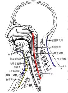 了解容易被忽视的颈部精细解剖：颈胸腰椎病防治的必要视角