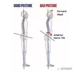 我可能看了假的解剖图——身体使用指南 颈胸腰椎病